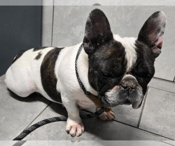 Medium Photo #4 French Bulldog Puppy For Sale in San Antonio, TX, USA