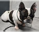 Small #3 French Bulldog