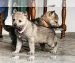 Small Photo #15 Czech Wolfdog-Wolf Hybrid Mix Puppy For Sale in Darova, Timis, Romainia
