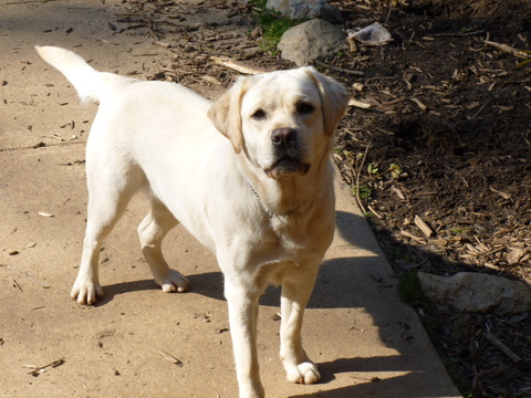 Medium Photo #1 Labrador Retriever Puppy For Sale in MARYDEL, MD, USA