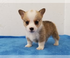 Pembroke Welsh Corgi Puppy for sale in CLARK, MO, USA