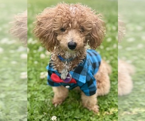 Maltese-Poodle (Toy) Mix Puppy for sale in BELLEVILLE, IL, USA