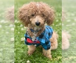 Small Maltese-Poodle (Toy) Mix