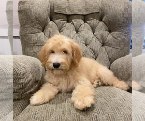 Whoodle Puppy for Sale in DOSS, Missouri USA