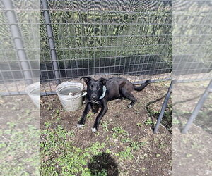 Pluto - Male Mutt Dog for Adoption - Photo #4