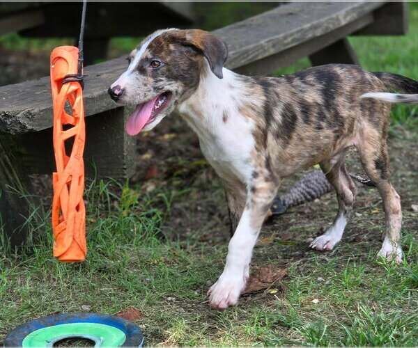 Medium Photo #2 Catahoula Leopard Dog-Unknown Mix Puppy For Sale in Anniston, AL, USA