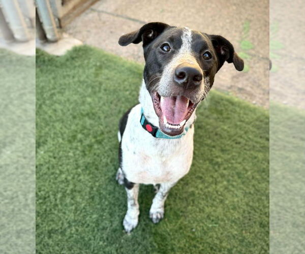 Medium Photo #7 American Staffordshire Terrier-Border Collie Mix Puppy For Sale in phoenix, AZ, USA