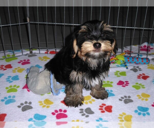Medium Photo #6 Havashire Puppy For Sale in ORO VALLEY, AZ, USA