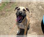Small #1 Great Dane Mix
