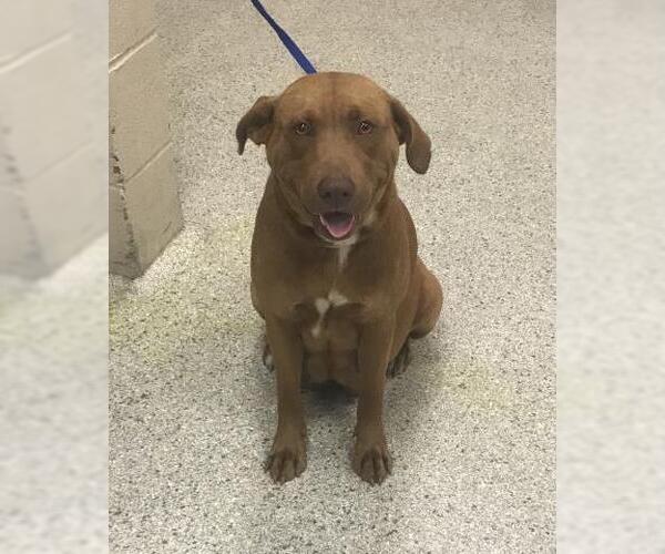 Medium Photo #1 Labrador Retriever Puppy For Sale in Conroe, TX, USA