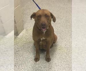 Labrador Retriever Dogs for adoption in Conroe, TX, USA