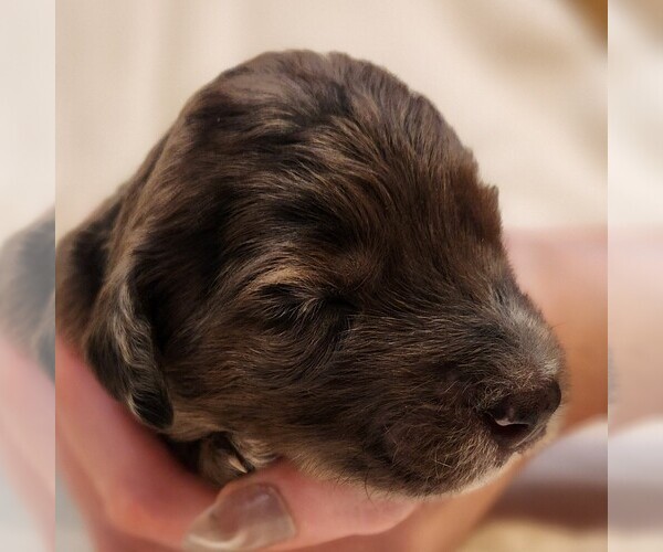 Medium Photo #4 F2 Aussiedoodle Puppy For Sale in COLUMBIA, TN, USA
