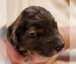 Small #3 F2 Aussiedoodle