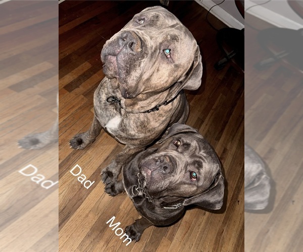 Medium Photo #3 Cane Corso Puppy For Sale in PHILADELPHIA, PA, USA