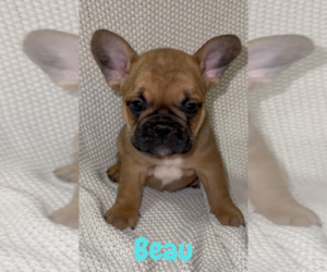French Bulldog Puppy for sale in CLINTON, NC, USA