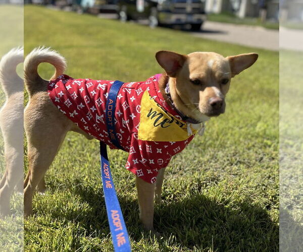 Medium Photo #4 Shiba Inu-Unknown Mix Puppy For Sale in Brooklyn Center, MN, USA