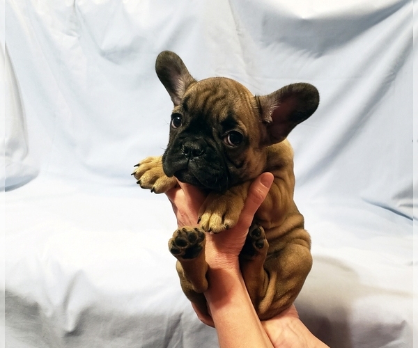 Medium Photo #2 French Bulldog Puppy For Sale in ADRIAN, MI, USA