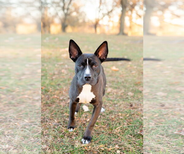 Medium Photo #12 Mutt Puppy For Sale in Crete, IL, USA