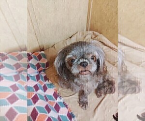Mother of the Shih Tzu puppies born on 04/22/2023