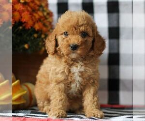 Goldendoodle (Miniature) Puppy for sale in LITITZ, PA, USA