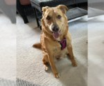 Small #11 Golden Retriever Mix