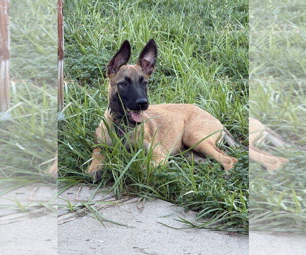 Medium Photo #4 Mutt Puppy For Sale in Imlay City, MI, USA
