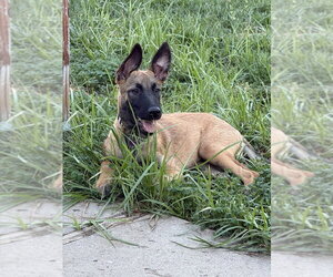 Angelis AKA Angel- Located in California - Male Mutt Dog for Adoption - Photo #4