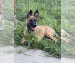 Small Photo #4 Mutt Puppy For Sale in Imlay City, MI, USA