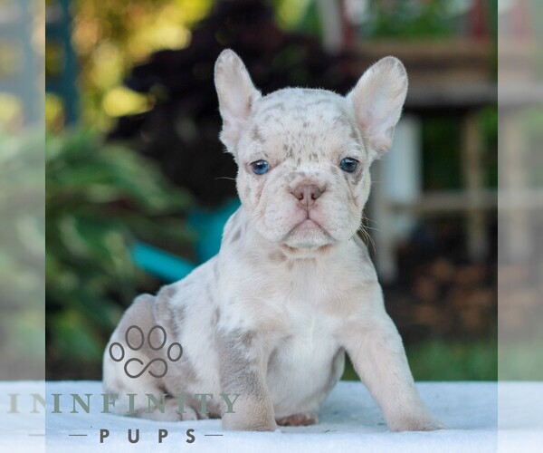 Medium Photo #1 French Bulldog Puppy For Sale in LITITZ, PA, USA