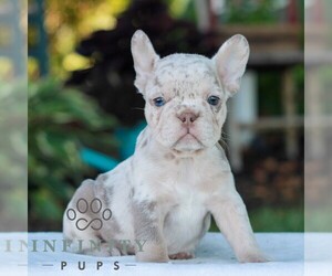 French Bulldog Puppy for sale in LITITZ, PA, USA