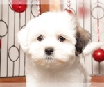 Small Photo #8 Zuchon Puppy For Sale in NAPLES, FL, USA