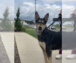 Small Collie-German Shepherd Dog Mix