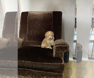Poodle (Toy) Puppy for sale in NILES, MI, USA