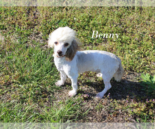 Medium Photo #28 Poodle (Toy) Puppy For Sale in CHANUTE, KS, USA