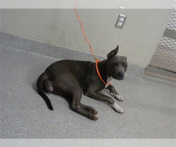 Medium Photo #1 American Pit Bull Terrier Puppy For Sale in Pasadena, TX, USA