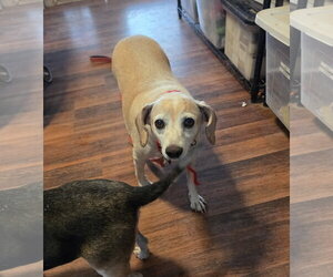 McKinley - Female Beagle Dog for Adoption - Photo #4