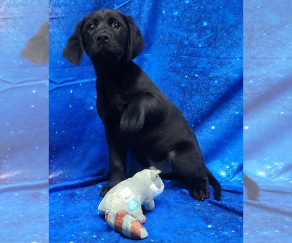 Medium Photo #2 Labrador Retriever-Unknown Mix Puppy For Sale in Wetumpka, AL, USA