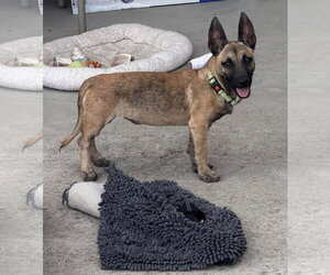 Mali - Female Dachshund-Unknown Mix Dog for Adoption - Photo #3