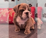 Small #6 Bulldog