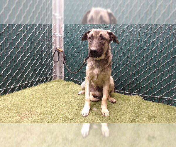 Medium Photo #1 German Shepherd Dog-Unknown Mix Puppy For Sale in Downey, CA, USA