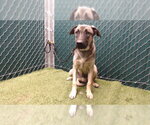 HERMAN - Male German Shepherd Dog-Unknown Mix Dog for Adoption - Small photo