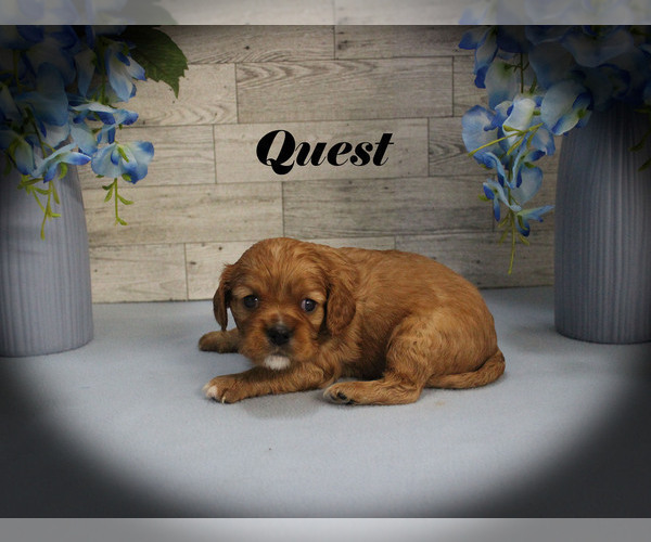 Medium Photo #3 Cavalier King Charles Spaniel Puppy For Sale in CHANUTE, KS, USA