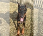 Small #12 Doberman Pinscher