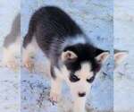 Small Photo #6 Siberian Husky Puppy For Sale in LOUISVILLE, KY, USA