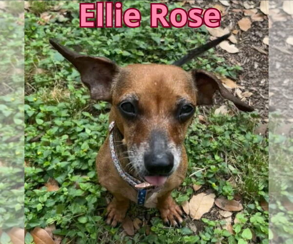 Medium Photo #4 Dachshund Puppy For Sale in San Antonio, TX, USA