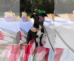 Small #2 American Pit Bull Terrier-Labrador Retriever Mix