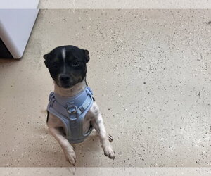 Jack Chi Dogs for adoption in York, SC, USA