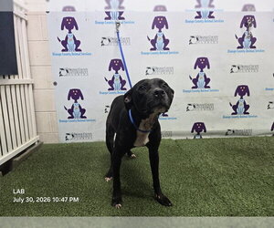 Mutt Dogs for adoption in Orlando, FL, USA