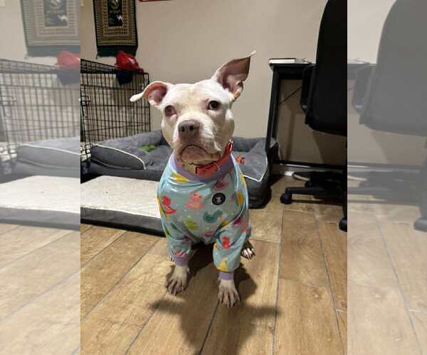 Medium Photo #20 Mutt Puppy For Sale in Rockville, MD, USA