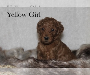 Poodle (Standard) Puppy for sale in BRANDON, MI, USA